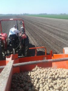 Aardappelen planten Beemster