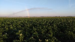 Beemster eerstelingen op het land