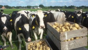 Het boeren leven Beemster