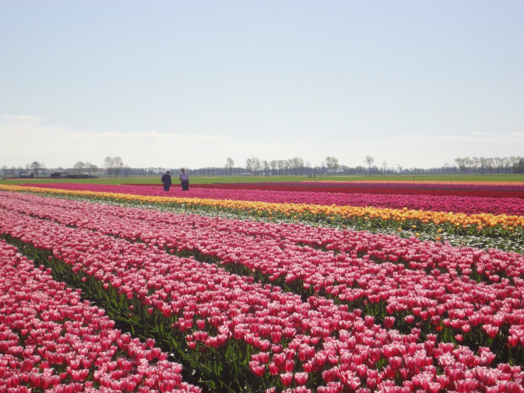 Tulpen Beemster