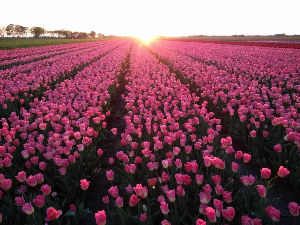 Tulpen Beemster