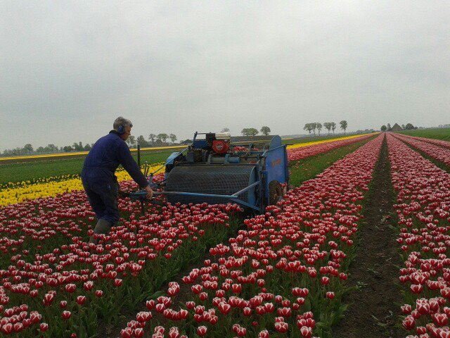 Tulpen koppen de Beemster