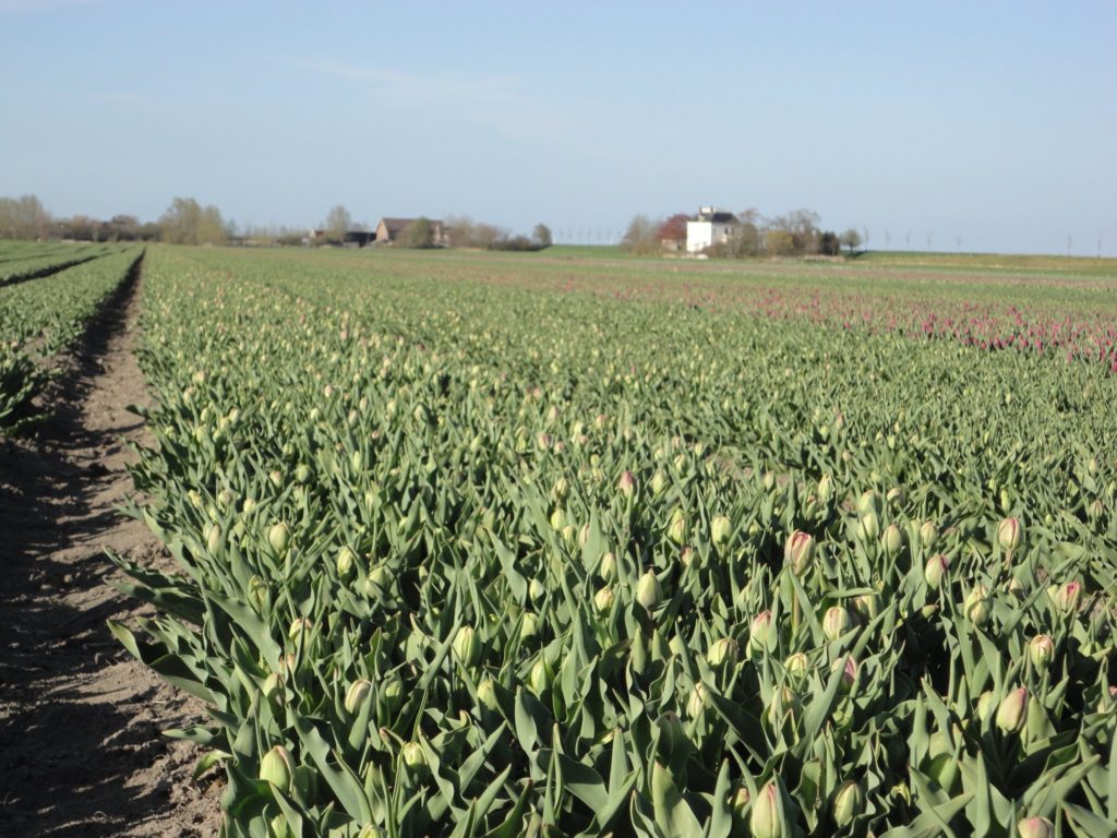 Tulpen net boven grond